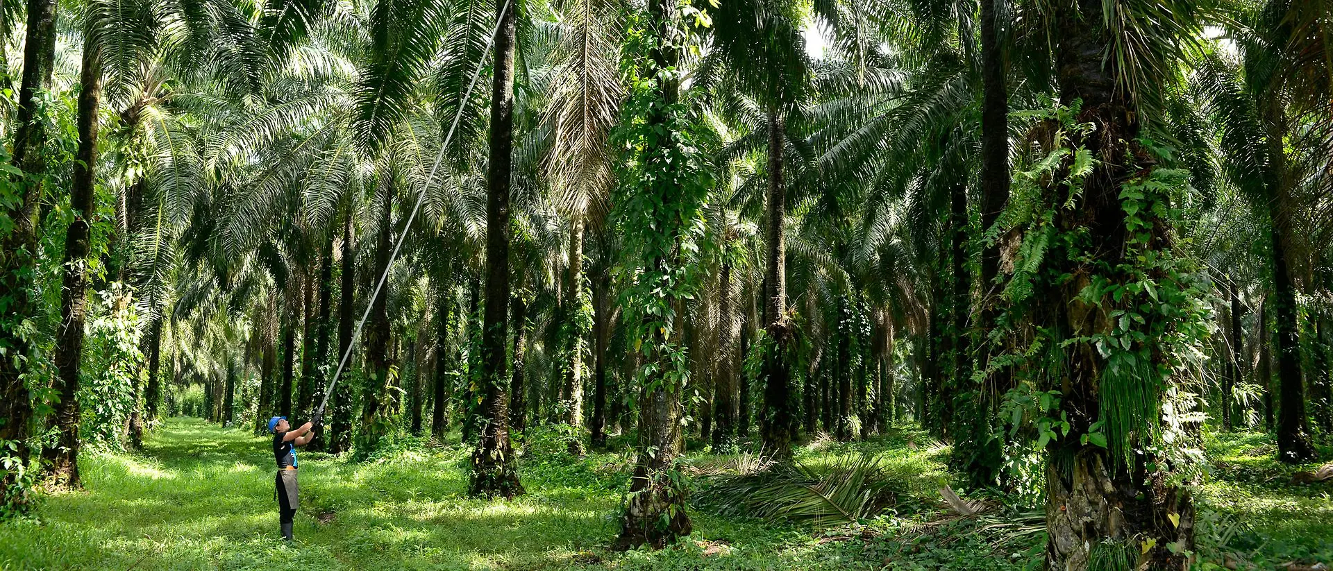 Hombre cosechando frutos de palma en el bosque